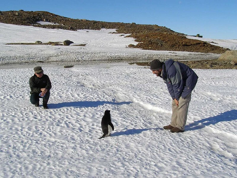 Three penguins standing on rocks