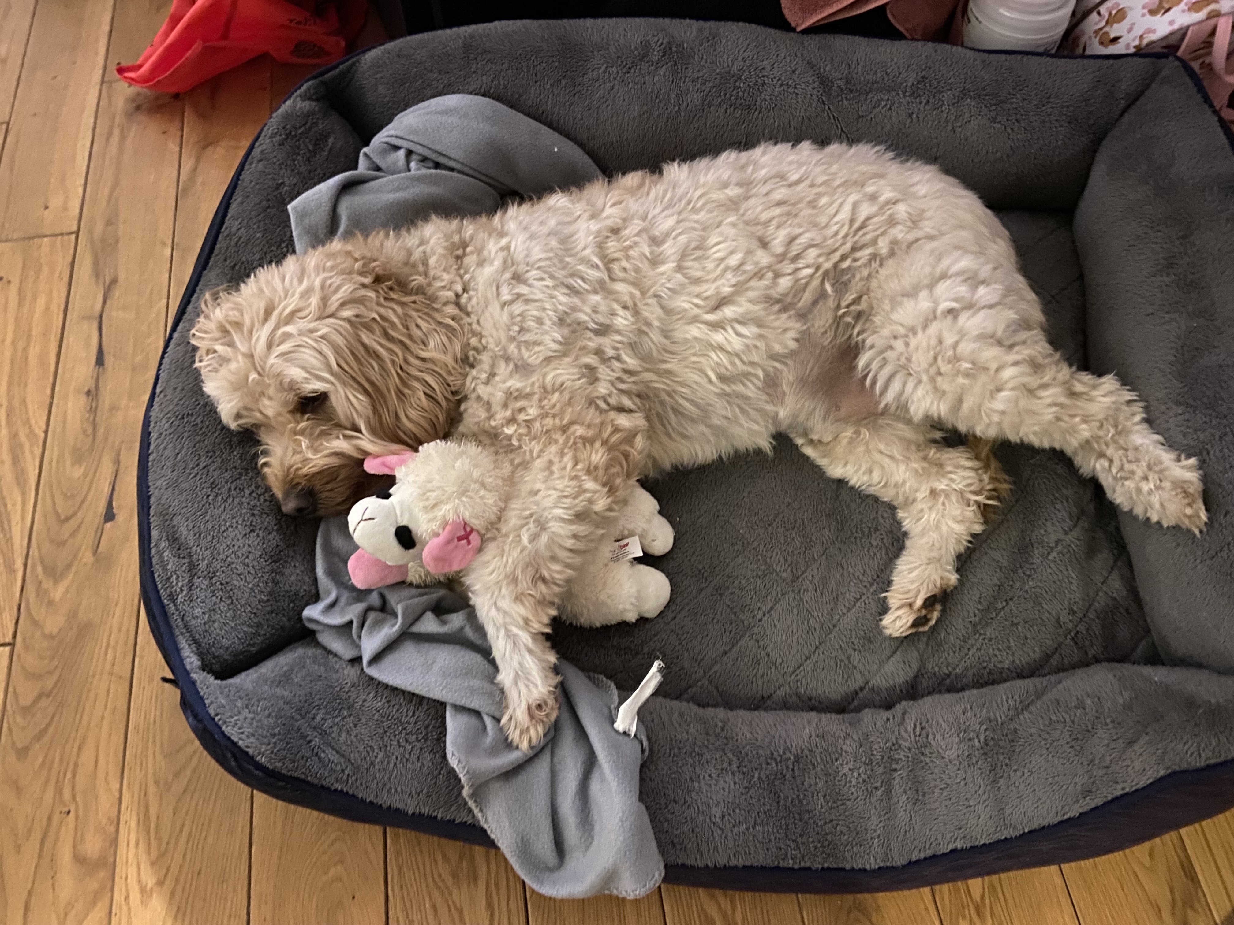 a labradoodle mixed breed in the home