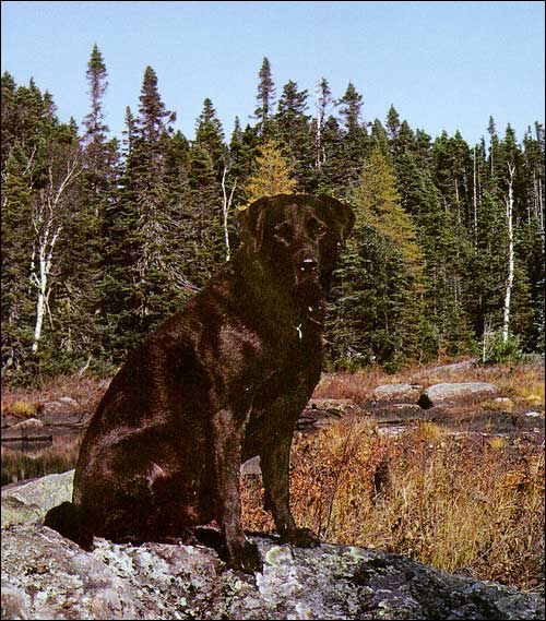 Labrador in Newfoundland
