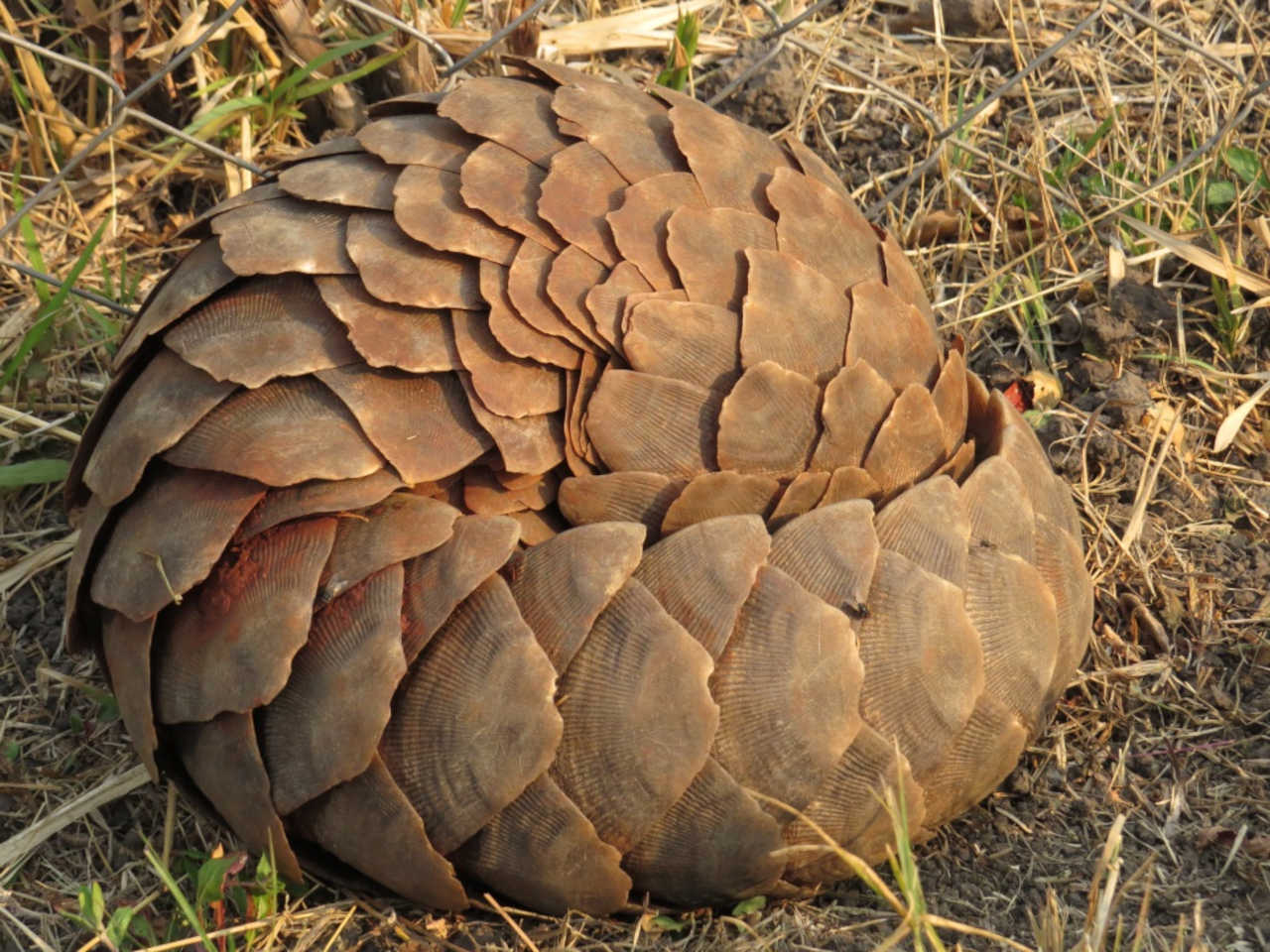 A pangolin curled up.