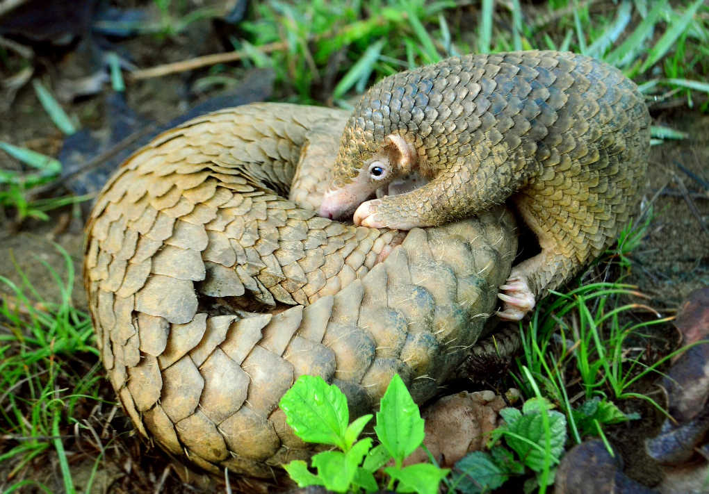 A mother pangolin curled up with her pup.