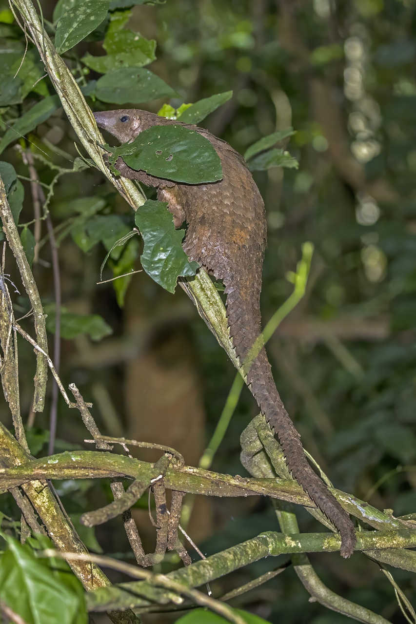 Picture of a pangolin climbing up a diagonal tree branch.