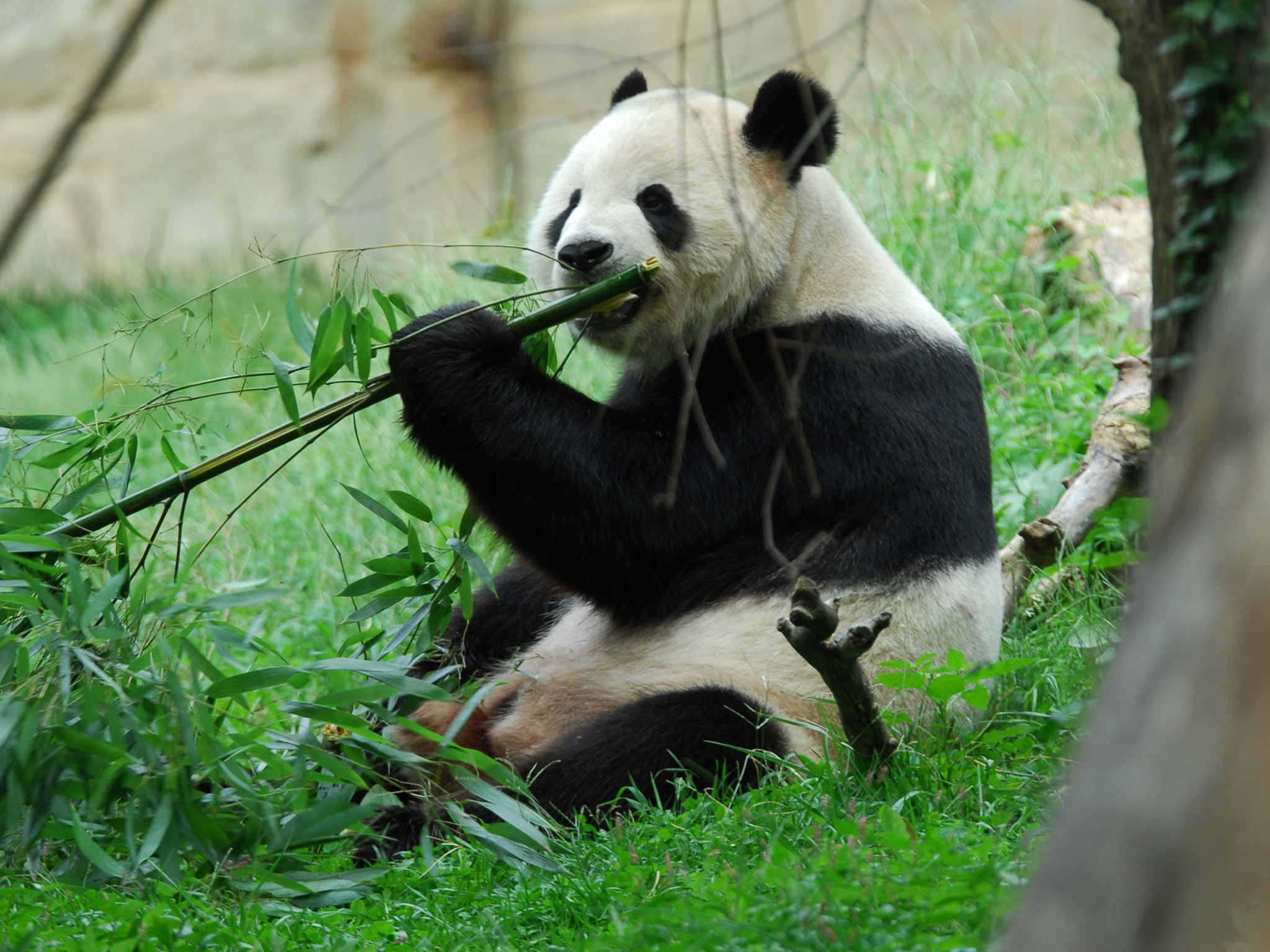 Panda Eating
