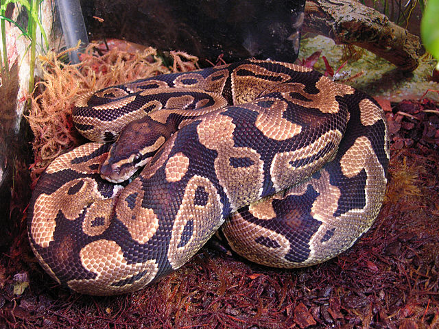 A ball python curled up into a ball