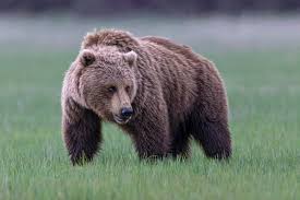 A large male Grizzly Bear