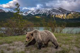 Large Grizzly Bear roams the wilderness