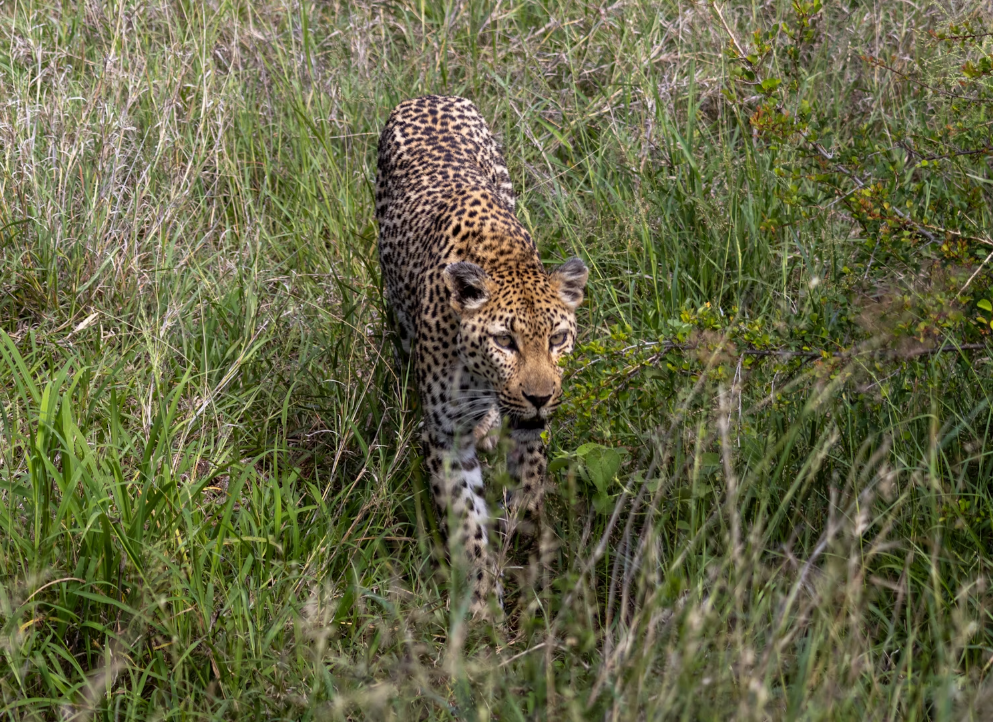 A leopard stealthily stalking its prey in the tall grass