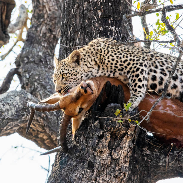 A leopard perched majestically in a tree with its kill, a gazelle, safely stored in the branches