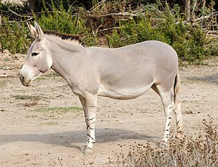 picture of profile of a wild african donkey