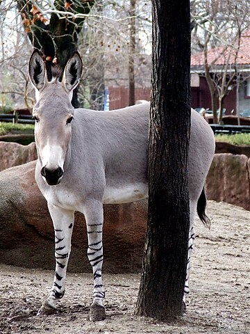 picture of a wild african donkey next to a tree