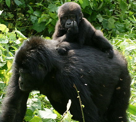 A young gorilla riding on its mother