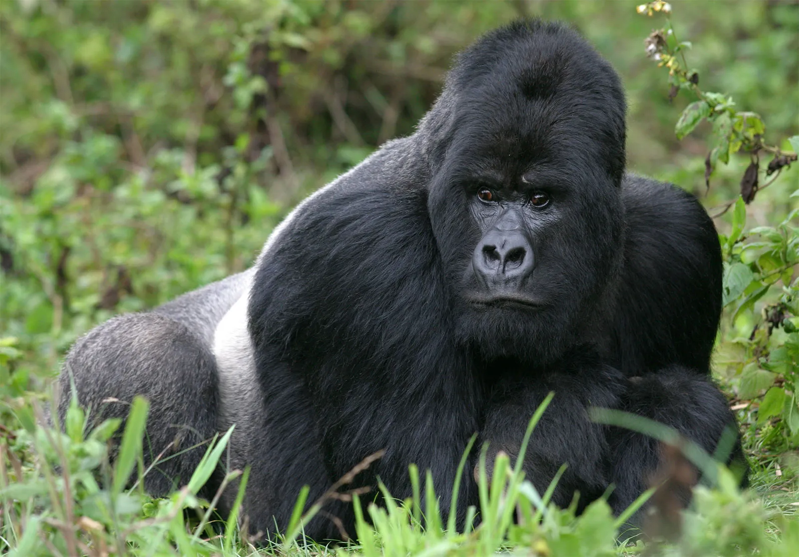 a gorilla standing on its front legs
