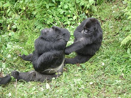 A silverback with a female