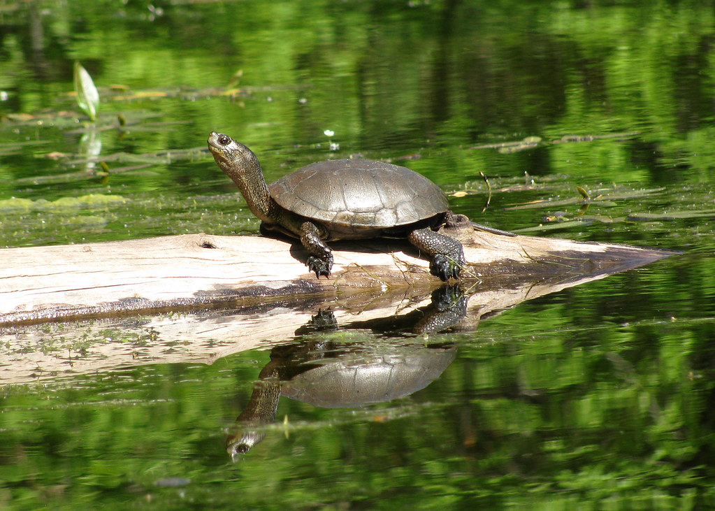 turtle on log