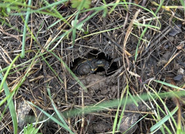 turtle in nest hole
