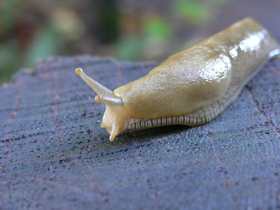 Banana Slug