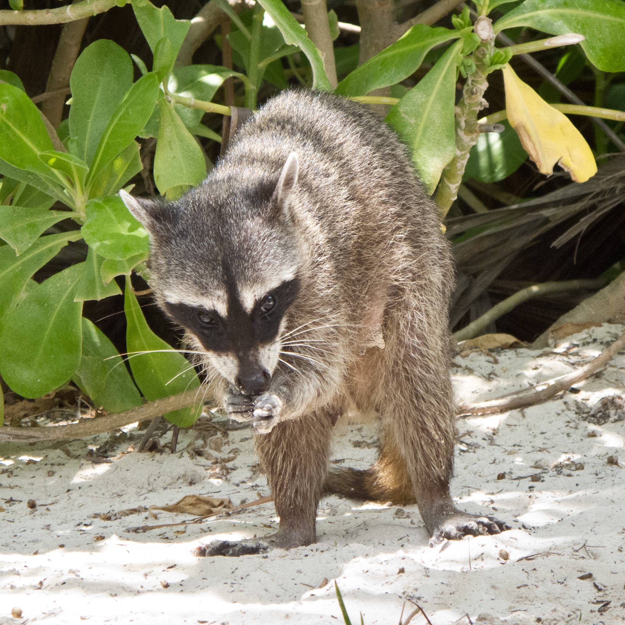 Raccoon in the Yucatán Peninsula, Mexico