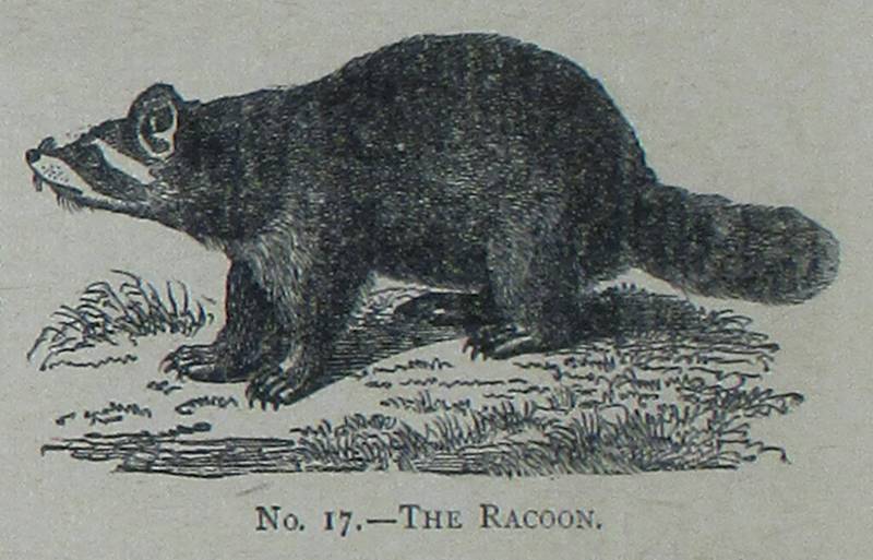 illustration of a raccoon