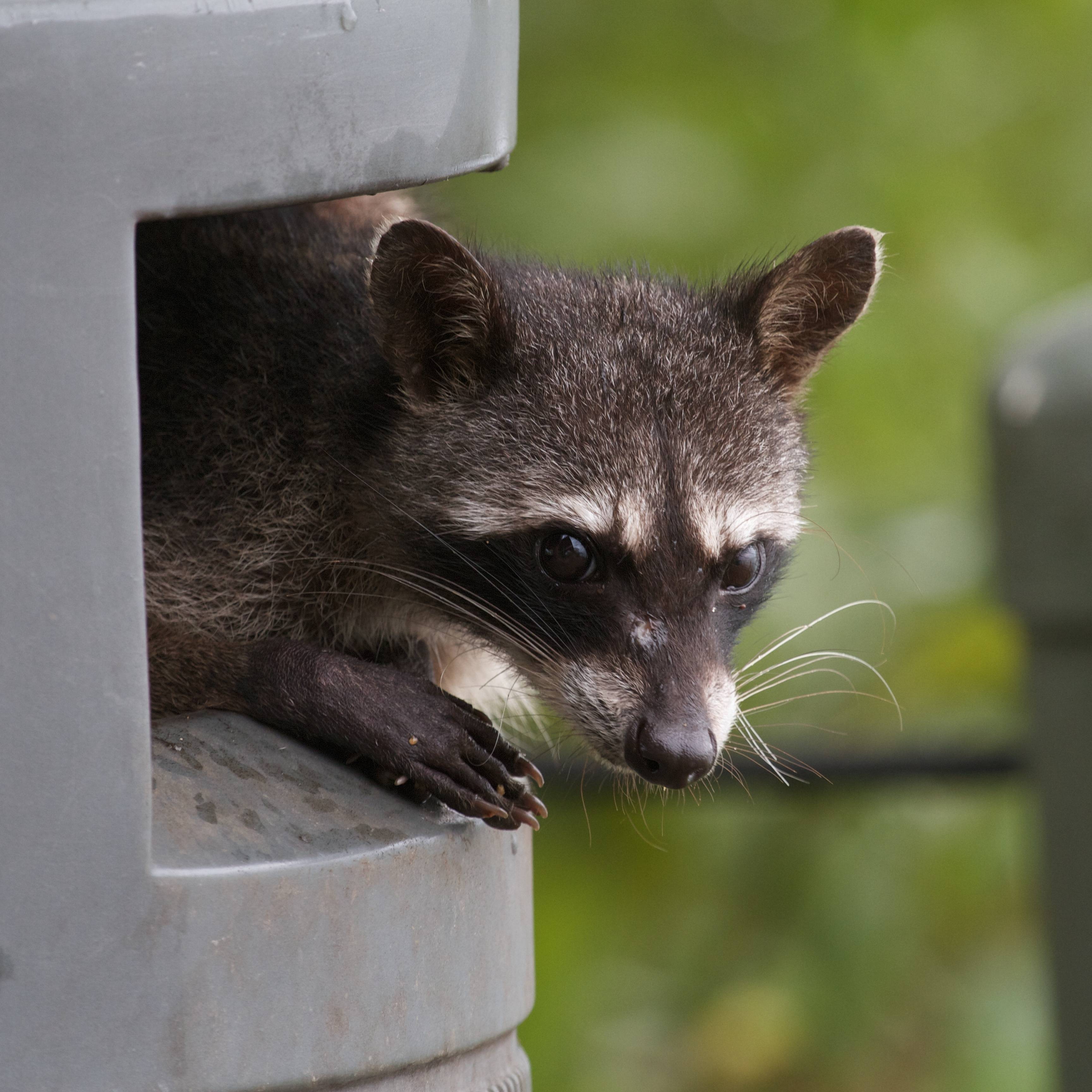 Raccoon looking out from a trash can