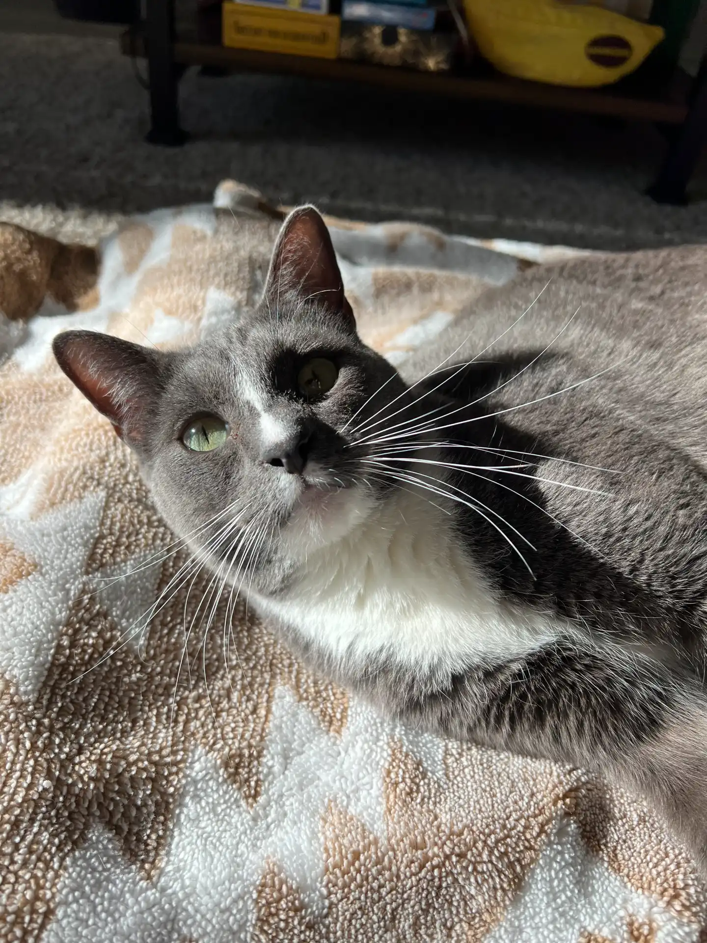 This cat should make you want to learn more