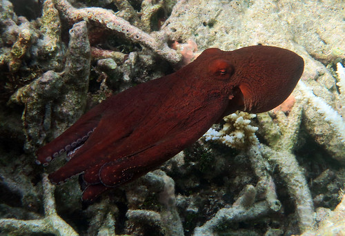 Red octopus propelling through water