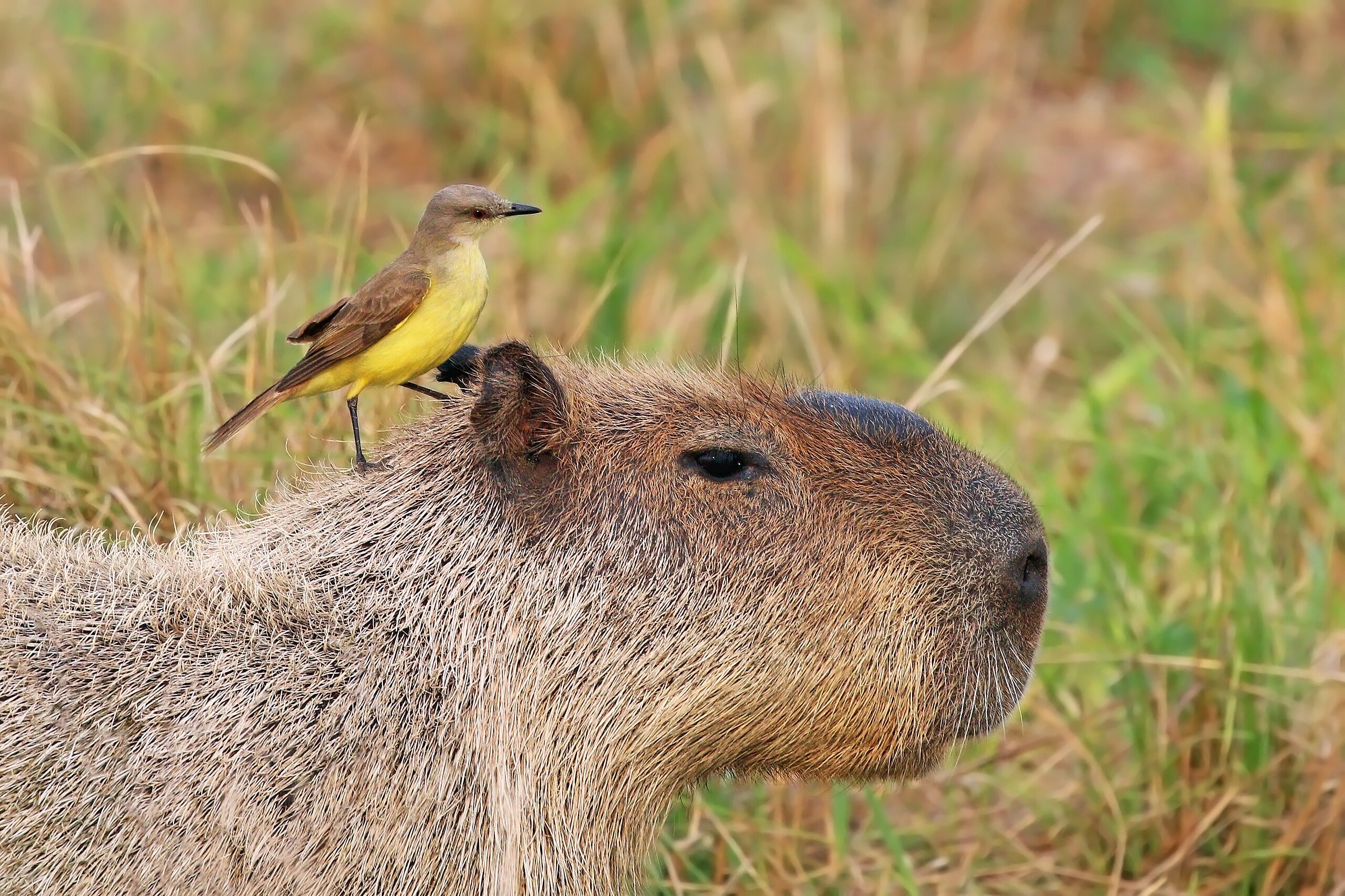 Capybara with a cattle tyrant bird on its head