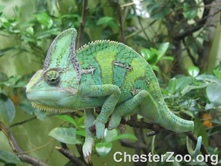 Green Chameleon on a Tree Branch