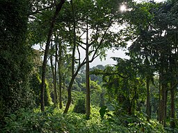 Forest Ladscape Image