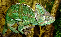 Green Horned Chameleon