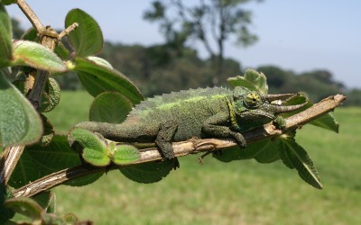  Horned Chameleon On a Branch