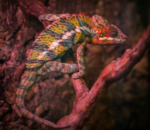 Multi Colored Chameleon