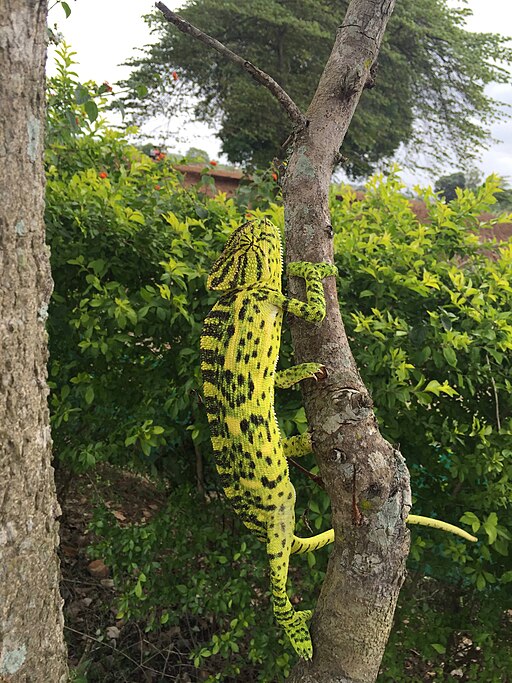 Yellow Green Chameleon Climbing Up a Tree