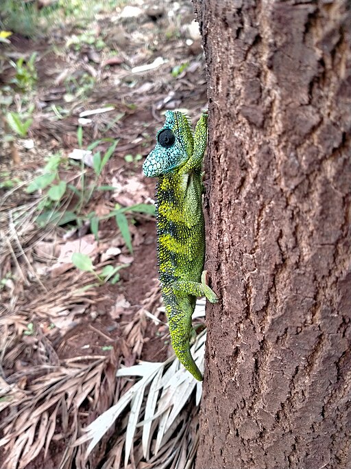 Chameleon Climbing Up a Tree
