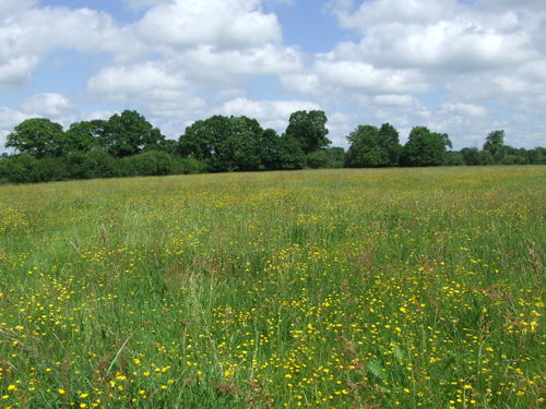 Grassland Landscape Image