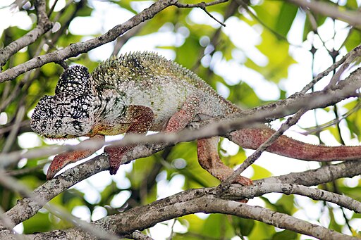 Colorless Chameleon in Brambles