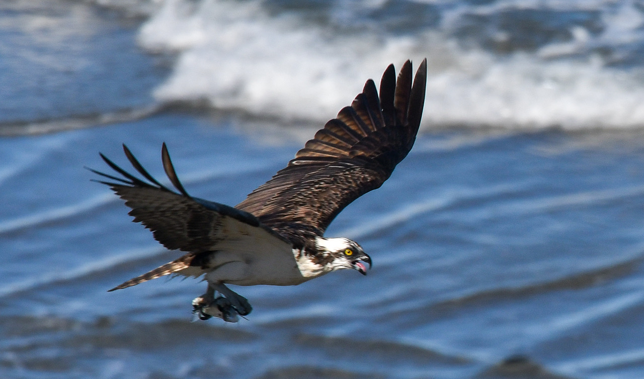 Osprey in flight