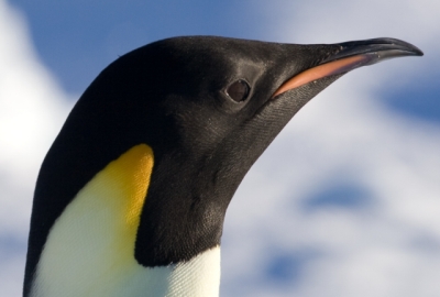 Penguin head