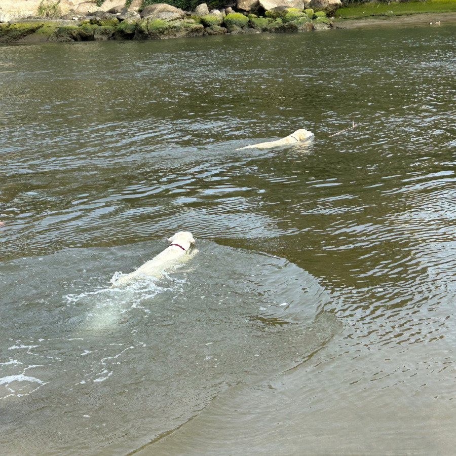 Labs swimming in the river