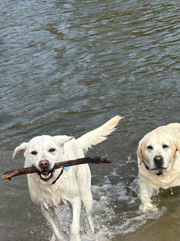Labs with a stick