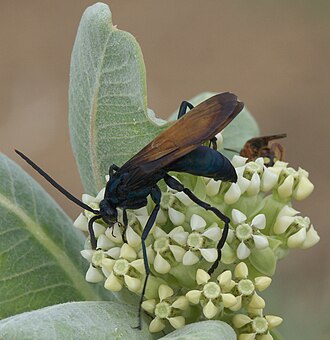 A Tarantula hawk siting on a flower