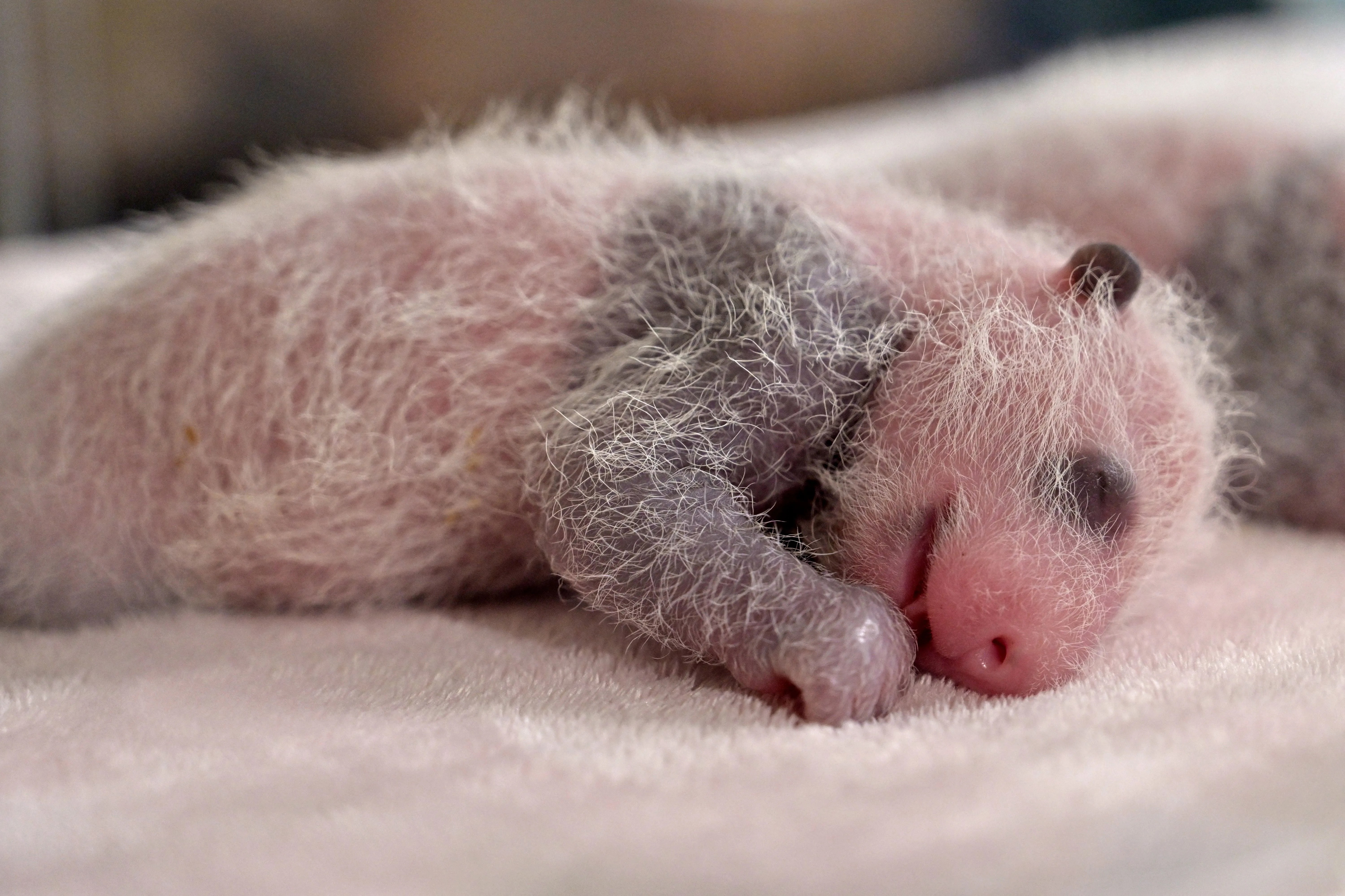 Newborn panda