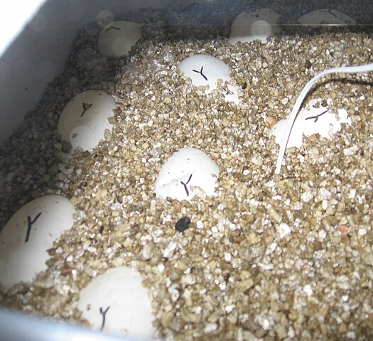 Incubating ball python eggs