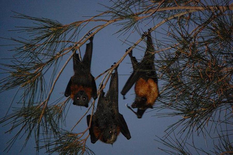 Three Flying Foxes
