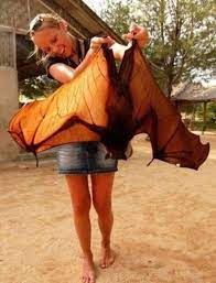 A Flying Fox