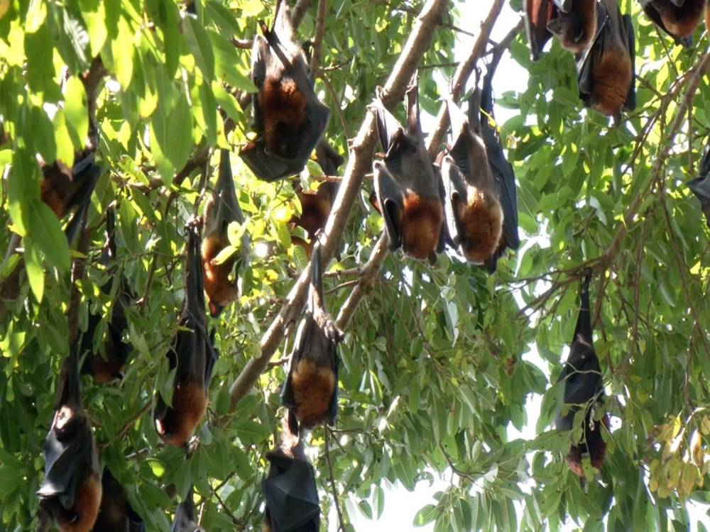 Flying Fox Colony