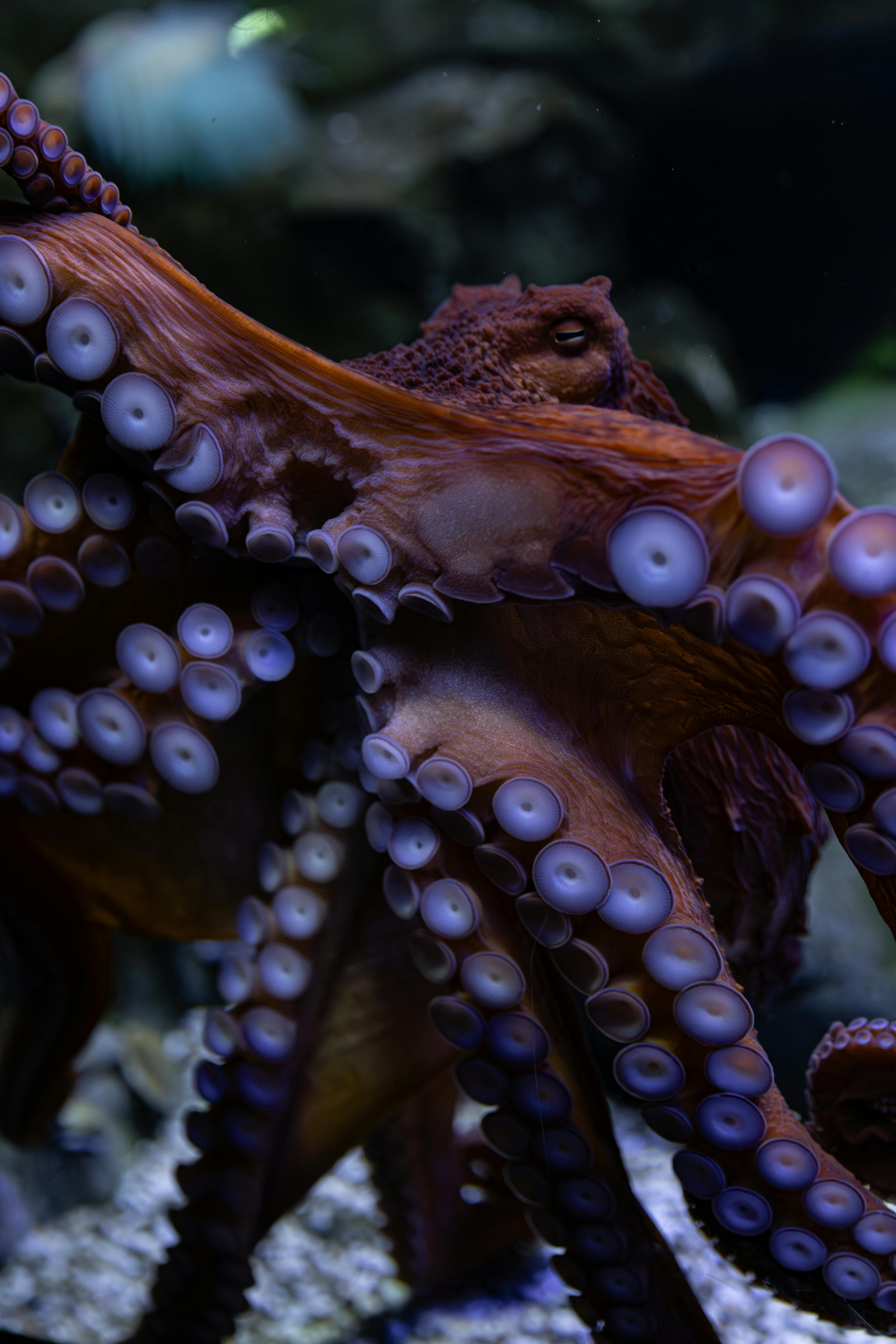 octopus in natural environment