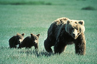 Mother Grizzly with two small cubs