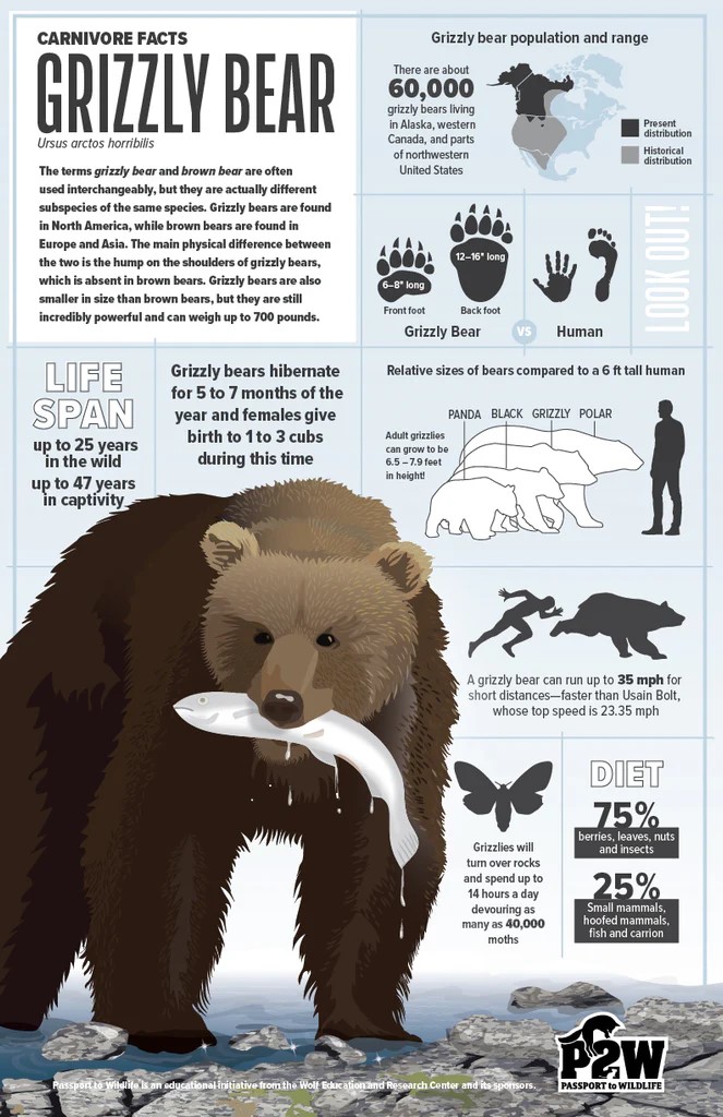 Grizzly Bear facts poster.