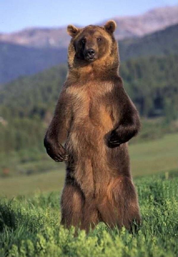 Grizzly Bear standing on it's hind legs