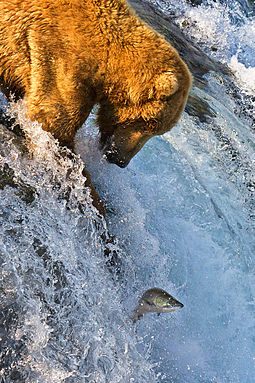 Grizzly Bear fishing at a waterfall
